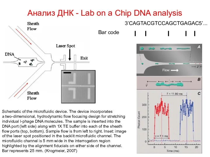 Анализ ДНК - Lab on a Chip DNA analysis Schematic
