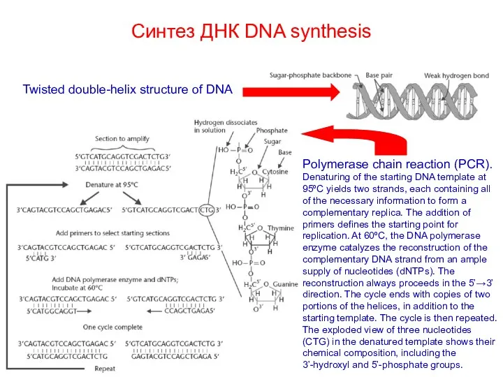 Синтез ДНК DNA synthesis Twisted double-helix structure of DNA Polymerase