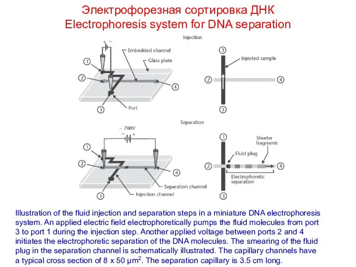 Электрофорезная сортировка ДНК Electrophoresis system for DNA separation Illustration of