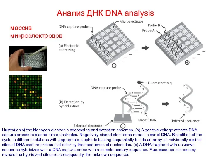 Анализ ДНК DNA analysis Illustration of the Nanogen electronic addressing