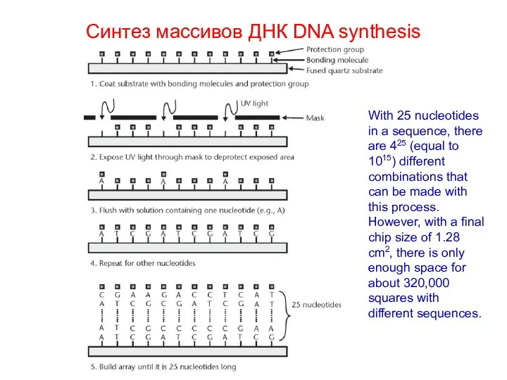 Синтез массивов ДНК DNA synthesis With 25 nucleotides in a