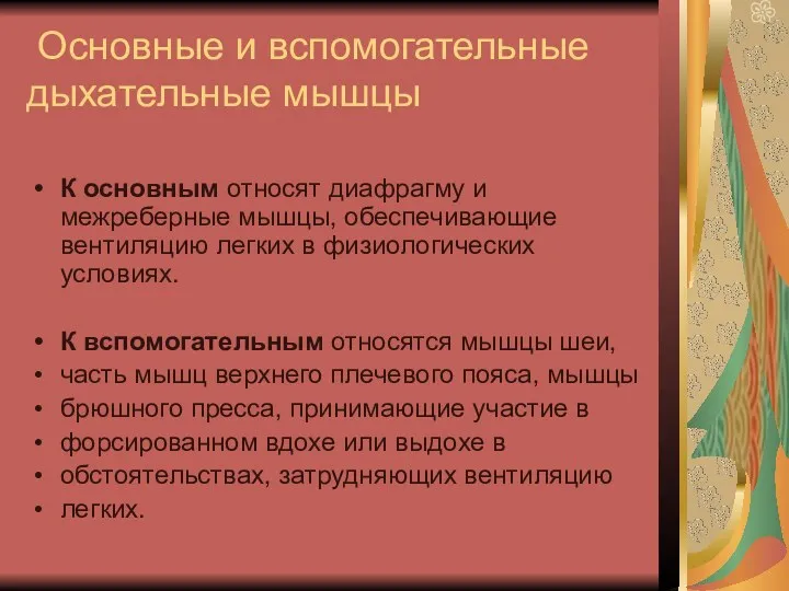 Основные и вспомогательные дыхательные мышцы К основным относят диафрагму и