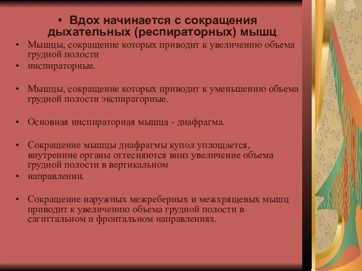 Вдох начинается с сокращения дыхательных (респираторных) мышц. Мышцы, сокращение которых приводит к увеличению