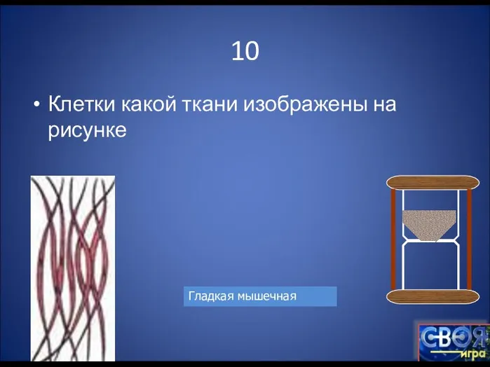 10 Клетки какой ткани изображены на рисунке Гладкая мышечная