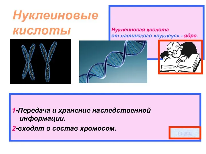 Нуклеиновая кислота от латинского «нуклеус» - ядро. Нуклеиновые кислоты 1-Передача