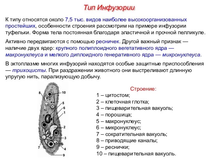 К типу относятся около 7,5 тыс. видов наиболее высокоорганизованных простейших,