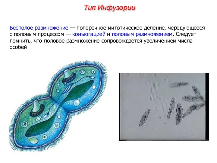 Бесполое размножение — поперечное митотическое деление, чередующееся с половым процессом