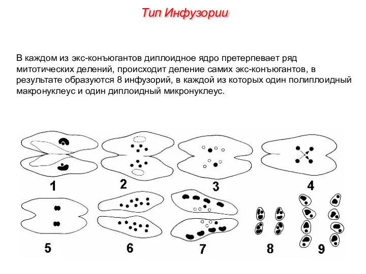 В каждом из экс-конъюгантов диплоидное ядро претерпевает ряд митотических делений,