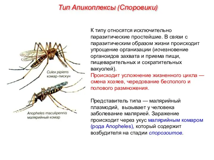 К типу относятся исключительно паразитические простейшие. В связи с паразитическим