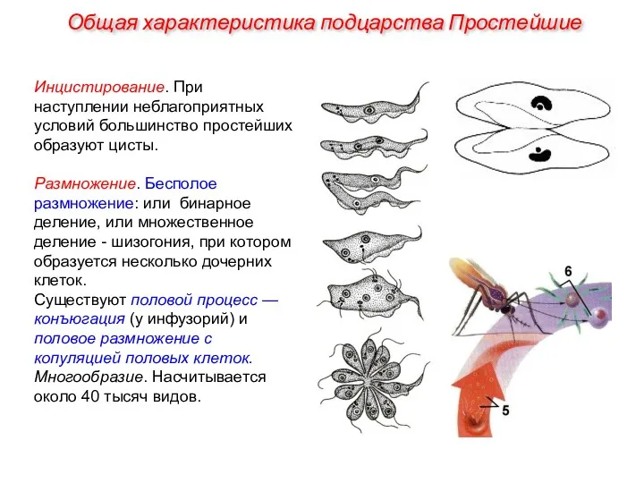 Инцистирование. При наступлении неблагоприятных условий большинство простейших образуют цисты. Размножение.