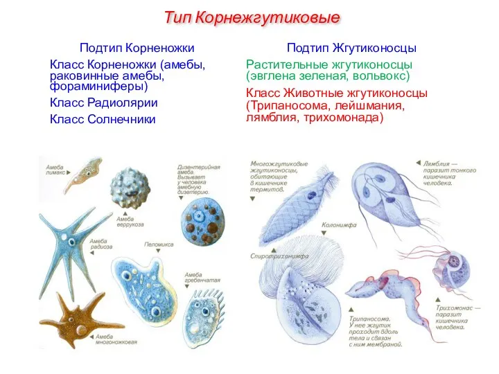 Подтип Жгутиконосцы Растительные жгутиконосцы (эвглена зеленая, вольвокс) Класс Животные жгутиконосцы