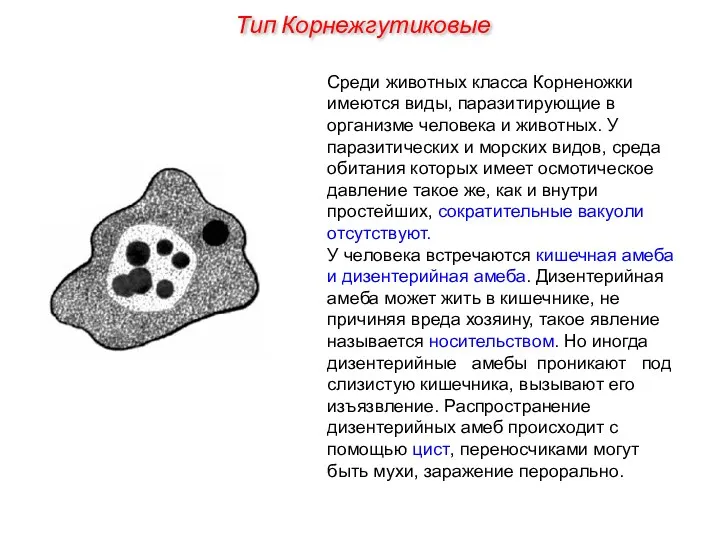 Среди животных класса Корненожки имеются виды, паразитирующие в организме человека