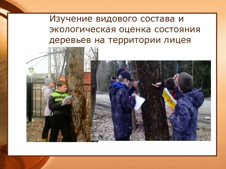 Изучение видового состава и экологическая оценка состояния деревьев на территории лицея
