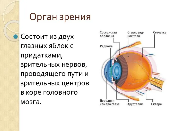 Орган зрения Состоит из двух глазных яблок с придатками, зрительных