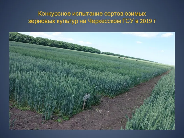 Конкурсное испытание сортов озимых зерновых культур на Черкесском ГСУ в 2019 г