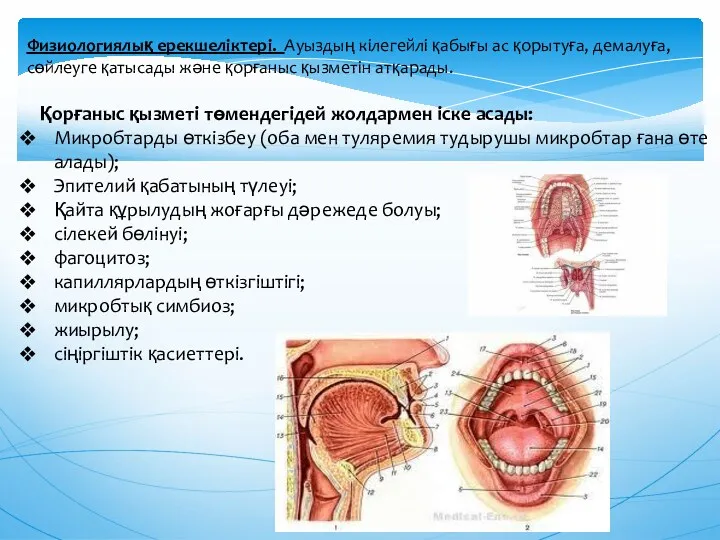 Физиологиялық ерекшелiктерi. Ауыздың кiлегейлi қабығы ас қорытуға, демалуға, сөйлеуге қатысады және қорғаныс қызметiн