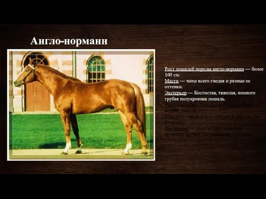 Англо-норманн Рост лошадей породы англо-норманн — более 160 см. Масти