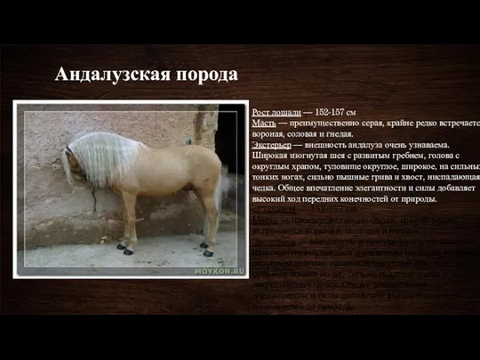 Андалузская порода Рост лошади — 152-157 см Масть — преимущественно