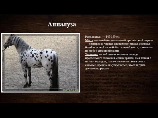 Аппалуза Рост лошади — 145-155 см. Масть — самый отличительный