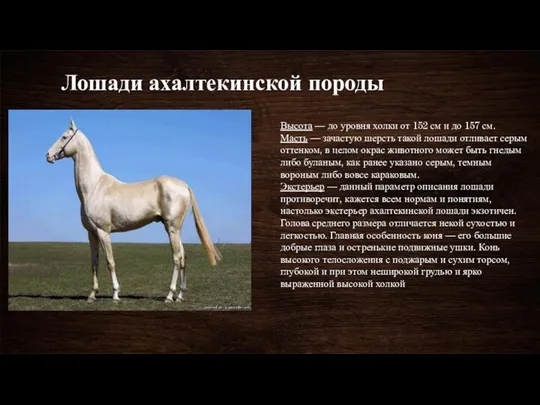 Лошади ахалтекинской породы Высота — до уровня холки от 152