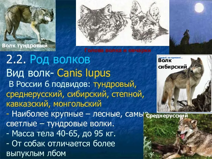 2.2. Род волков Вид волк- Canis lupus В России 6