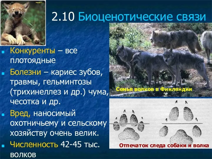 2.10 Биоценотические связи Конкуренты – все плотоядные Болезни – кариес