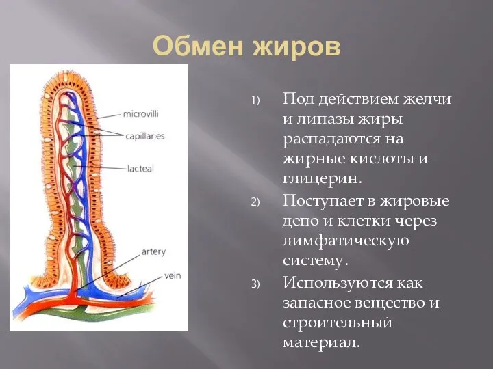 Обмен жиров Под действием желчи и липазы жиры распадаются на