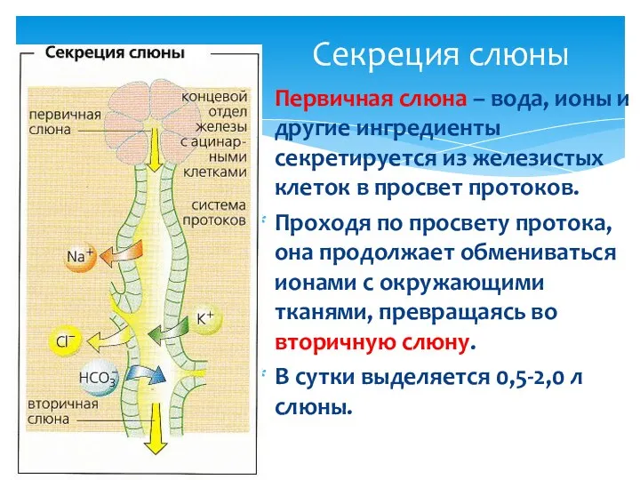 Секреция слюны Первичная слюна – вода, ионы и другие ингредиенты