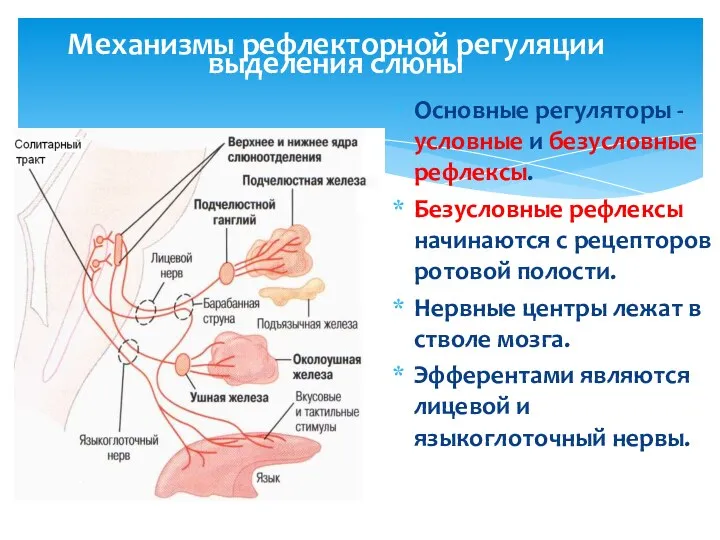 Механизмы рефлекторной регуляции выделения слюны Основные регуляторы - условные и