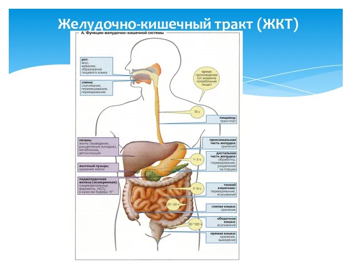 Желудочно-кишечный тракт (ЖКТ)