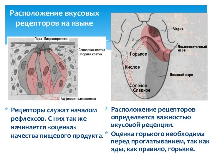 Расположение вкусовых рецепторов на языке Рецепторы служат началом рефлексов. С