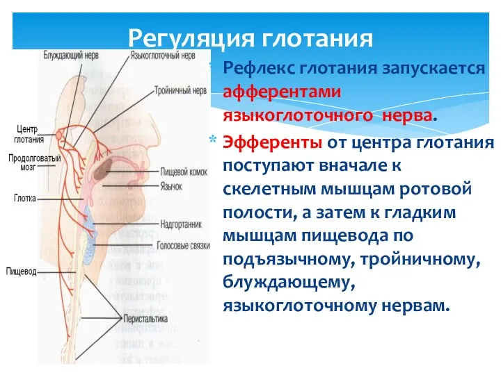 Регуляция глотания Рефлекс глотания запускается афферентами языкоглоточного нерва. Эфференты от