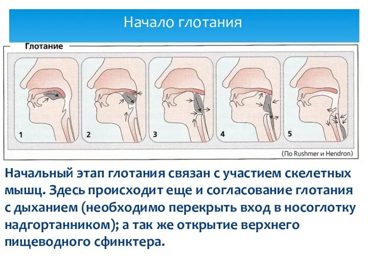 Начало глотания Начальный этап глотания связан с участием скелетных мышц.