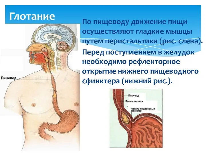 Глотание По пищеводу движение пищи осуществляют гладкие мышцы путем перистальтики