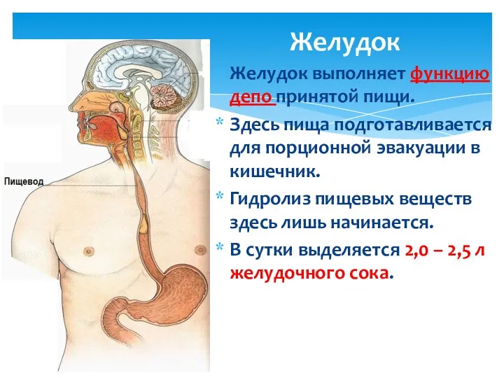 Желудок Желудок выполняет функцию депо принятой пищи. Здесь пища подготавливается