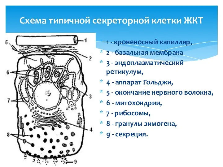 Схема типичной секреторной клетки ЖКТ 1 - кровеносный капилляр, 2