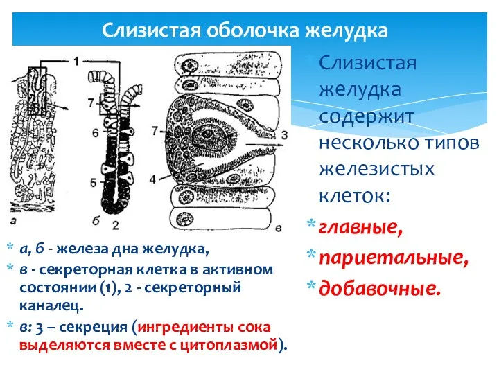 Слизистая оболочка желудка а, б - железа дна желудка, в