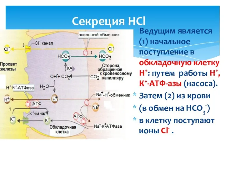 Секреция НСl Ведущим является (1) начальное поступление в обкладочную клетку