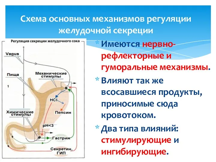 Схема основных механизмов регуляции желудочной секреции Имеются нервно-рефлекторные и гуморальные