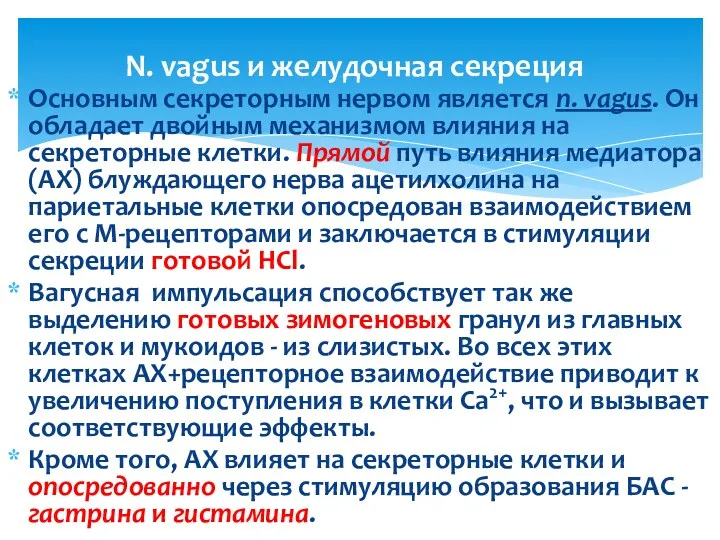 Основным секреторным нервом является n. vagus. Он обладает двойным механизмом