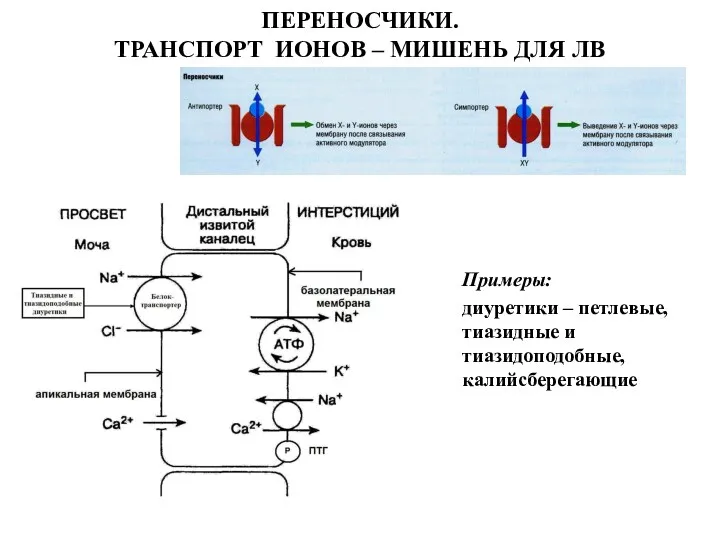 ПЕРЕНОСЧИКИ. ТРАНСПОРТ ИОНОВ – МИШЕНЬ ДЛЯ ЛВ Примеры: диуретики – петлевые, тиазидные и тиазидоподобные, калийсберегающие