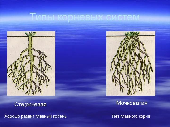 Типы корневых систем Стержневая Хорошо развит главный корень Мочковатая Нет главного корня