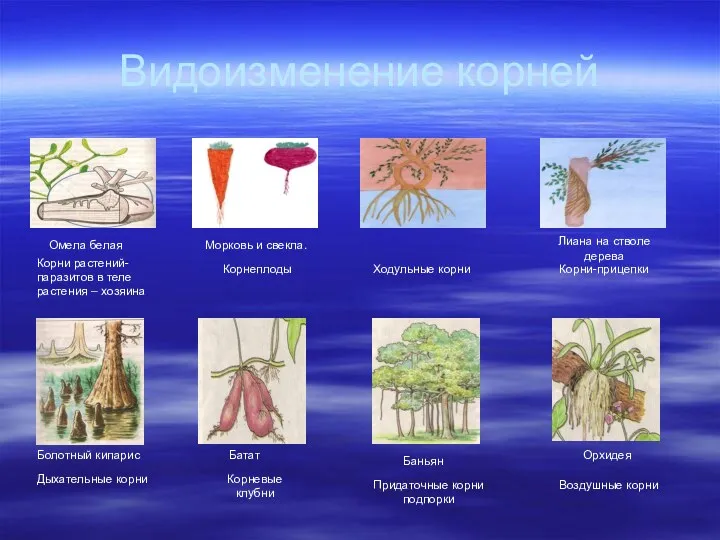 Видоизменение корней Омела белая Корни растений- паразитов в теле растения