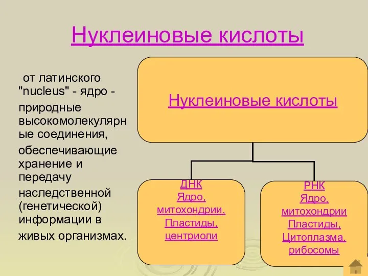 Нуклеиновые кислоты от латинского "nucleus" - ядро - природные высокомолекулярные