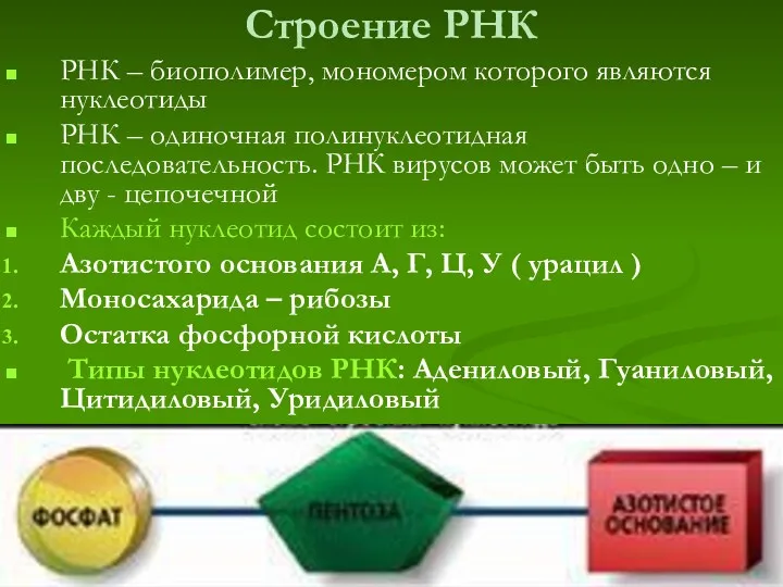 Строение РНК РНК – биополимер, мономером которого являются нуклеотиды РНК