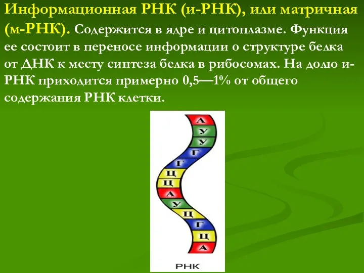 Информационная РНК (и-РНК), или матричная (м-РНК). Содержится в ядре и