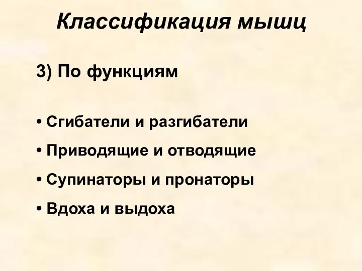 Классификация мышц 3) По функциям Сгибатели и разгибатели Приводящие и