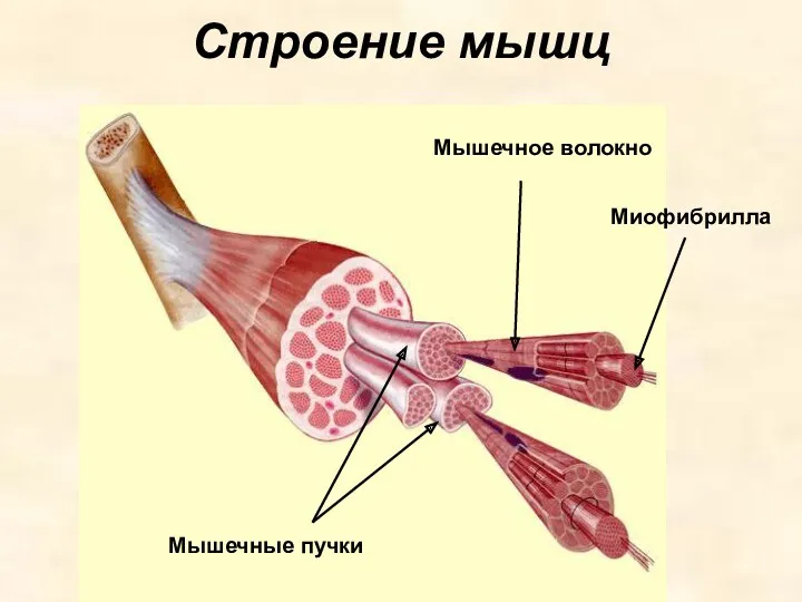Строение мышц Миофибрилла Мышечное волокно Мышечные пучки