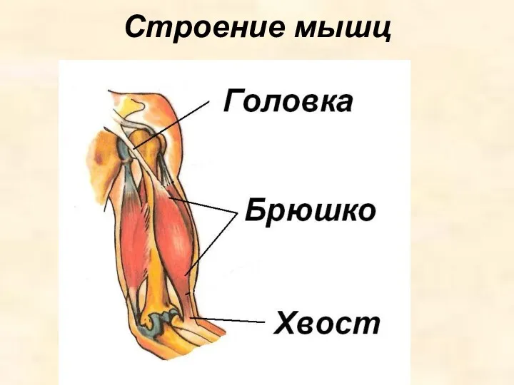 Строение мышц