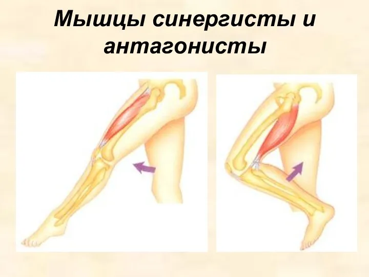 Мышцы синергисты и антагонисты